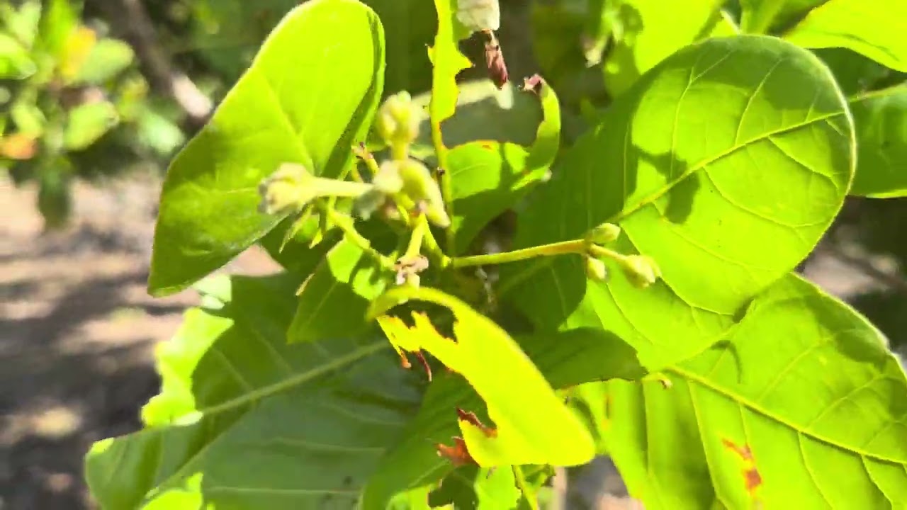 #ត្រូវពិនិតចំការស្វាយ អោយបានញ្ញឹកញ្ញាប់ ពេលចេញផ្កាខ្លះហើយ