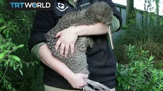 New Zealand Predators New Plan Underway To Make Country Predator Free