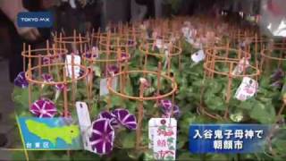 入谷鬼子母神で朝顔市
