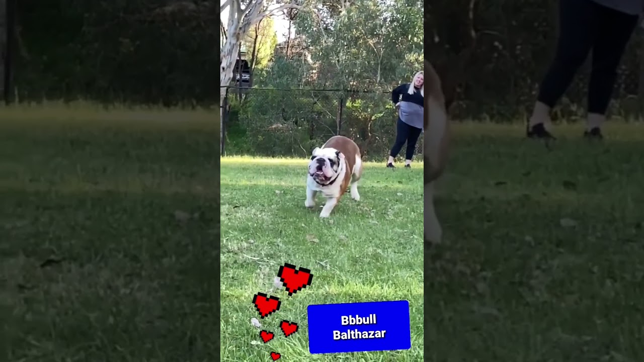 Aussie Bulldogs