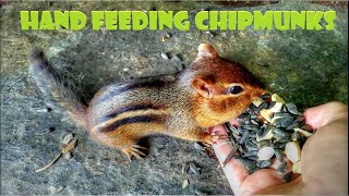 Hand Feeding Wild Chipmunks Part 2
