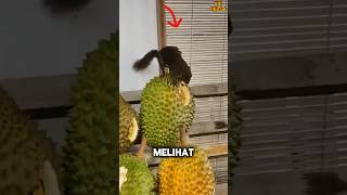 Mengapa Mereka Begitu Menyukai Buah Durian? #shorts