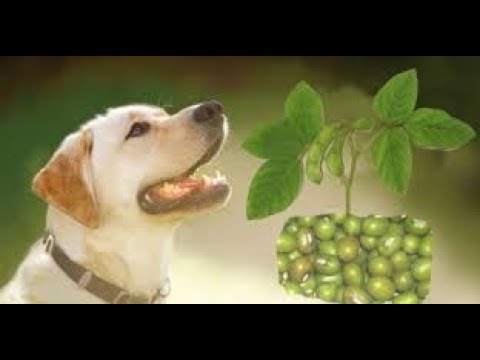 Video: ¿Los brotes de brócoli son malos para los perros?