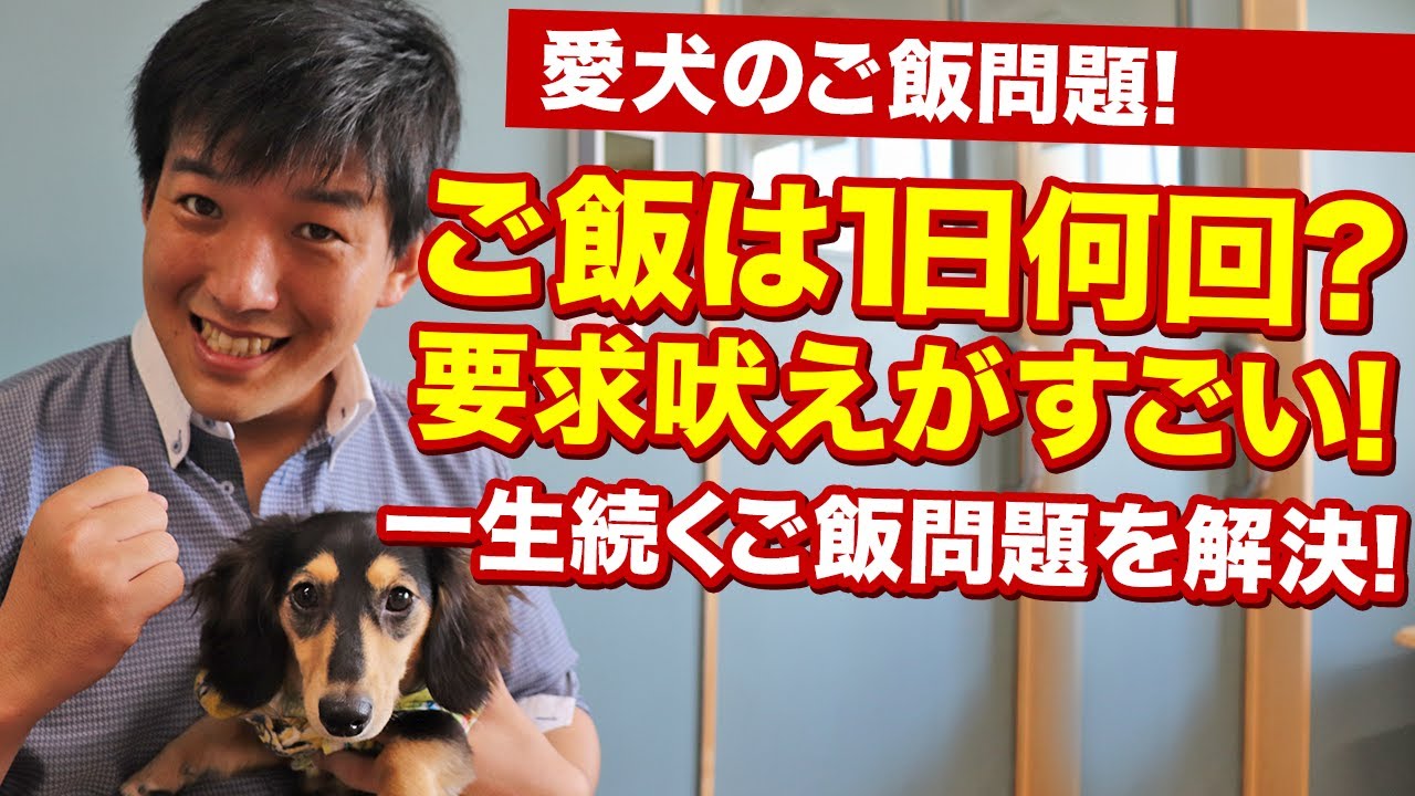 愛犬のご飯問題 ご飯の要求吠えが酷い時にはどうすればいい ご飯は1日何回あげるべき ワンちゃんのご飯問題を解決します Youtube