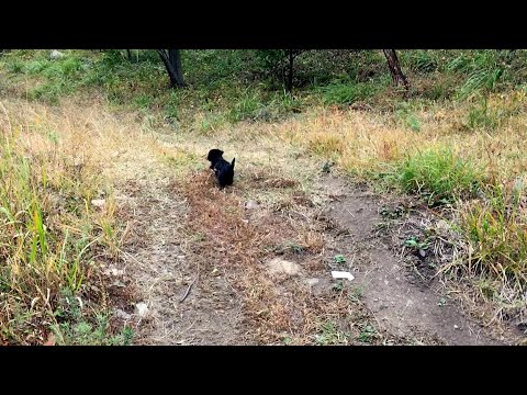 We followed one puppy then rescued more