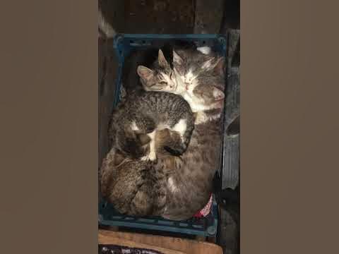 сокровище лежит ни дать ни взять - YouTube