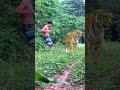 world tiger legend #tiger #lionhunters #wildlife #nature #animals #forest #preytrestv #shorts
