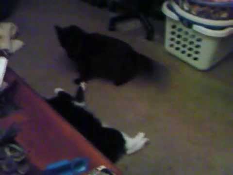 Fat cat vs Thin cat - YouTube