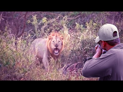 Видео: Сильнейшие противостояния и погони между охотником и львами (Короли джунглей)