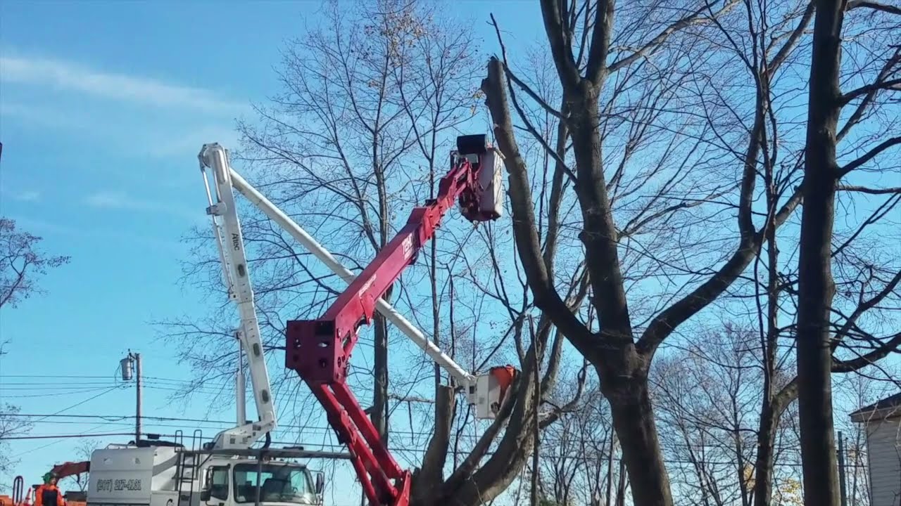 Cutting Trees With Arbor Pro 72HD+ YouTube