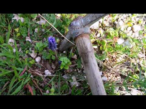 Video: Controllo delle cipolle selvatiche: come sbarazzarsi delle cipolle selvatiche