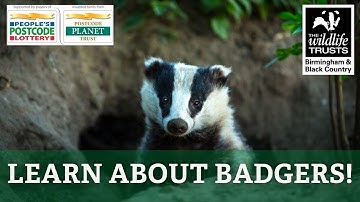 Learn About Badgers!