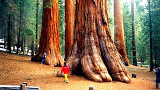 10 Largest and Oldest Trees in the World
