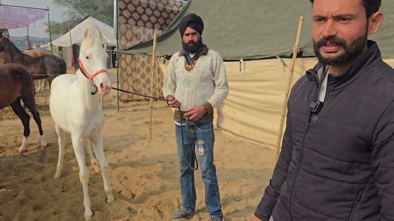 ਘੋੜੀਆਂ ਲੈਣ ਤੋਂ ਪਹਿਲਾਂ ਇਹ ਬਾਈ ਨਾਲ ਸੰਪਰਕ ਕਰਿਓ ਬਹੁਤ ਵਧੀਆ ਵਛੇਰੇ  ਵਛੇਰੀਆਂ ਹੁੰਦੀਆਂ ਨੇ 