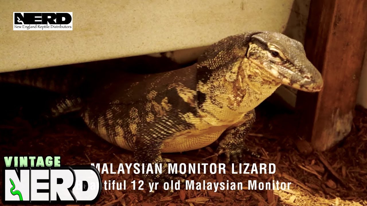 vlogs in spanish Malaysian Monitor Lizard-Beautiful 12 yr old Malaysian Monitor