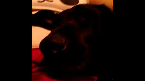 Puppy crying