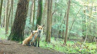 Single Mom Fox Outsmarts Hungry Vultures to Feed Her Five Pups