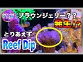 【海水魚水槽・サンゴ水槽】ブラウンジェリー発生　とりあえずReef Dip（リーフディップ）マリンアクアリウム