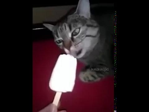 кот + мороженое - YouTube