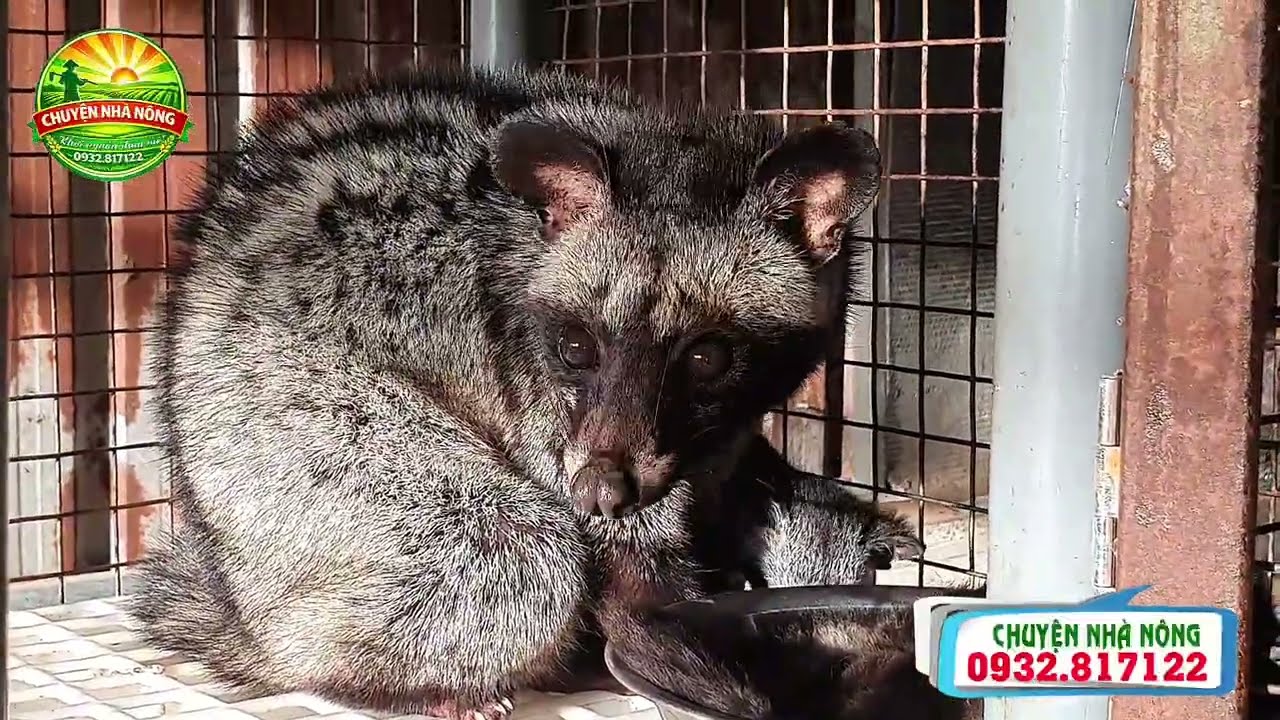 Chồn hương hay bị liệt chân do nguyên nhân này | Chồn hương Cần Thơ | Chuyện nhà nông 