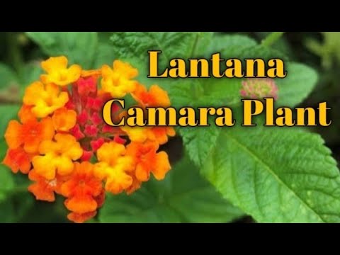 Video: Lantana Dari Keluarga Verbenaceae