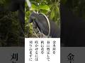 キンモクセイの花芽を残す春の剪定 #庭師のVlog #一級造園技能士
