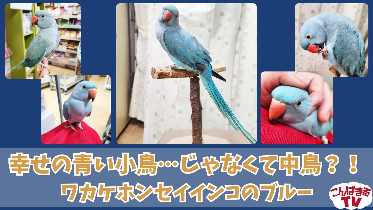 希少✨PALAVA パラバ インコ柄 ワンピース ホワイト系 S～M相当 希少