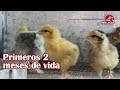 Cuidados y atenciones de pollitos | Nacimiento y primeros meses de vida | Granja San Lucas