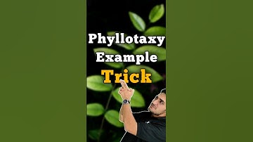 Phyllotaxy (पर्णविन्यास) example trick | Morphology of flowering plants #neet #pw #biology