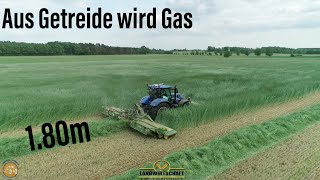 Aus Getreide wird Gas! 1,80m Roggen 450 ha Ganzpflanzensilage für die Biogasanlage Krone Mähkombi