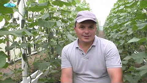 Когда и как ПРАВИЛЬНО собирать огурцы? Маленькие хитрости.
