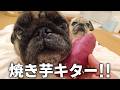 【生配信】ミスド秋の新商品ガチレビュー＆ノンフライヤーで焼き芋作ります