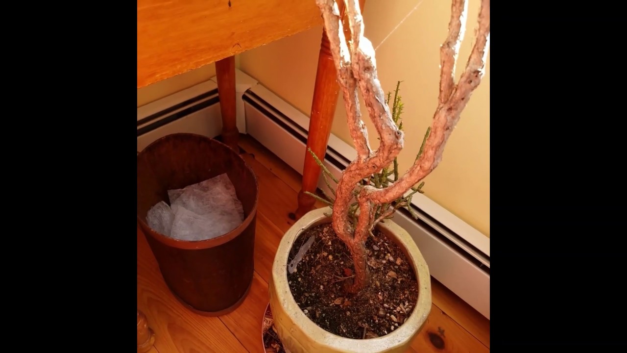My Old Cactus is Dying, or Dead! 