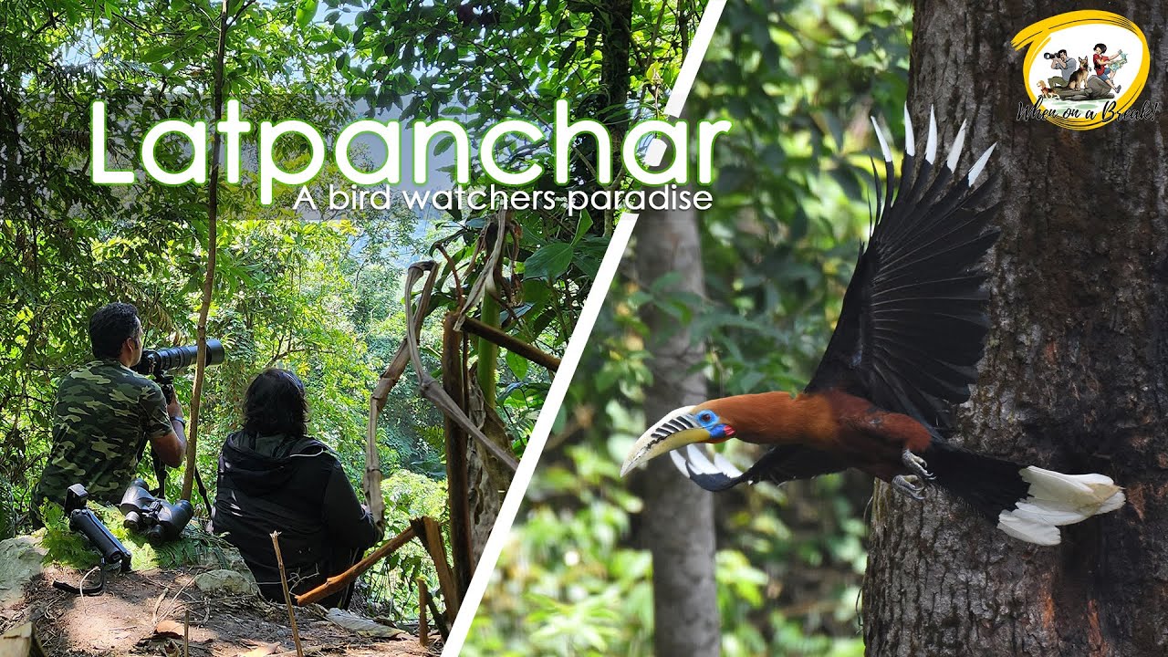 LATPANCHAR |  A Birdwatchers Paradise | Hill station in West Bengal