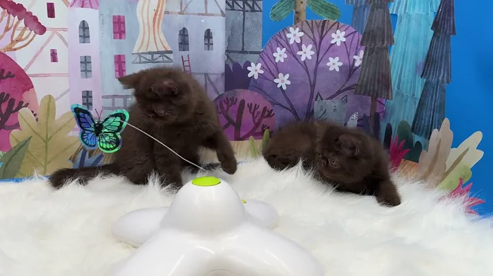 Video 5016841: exotic shorthair kitten, chocolate exotic shorthair, cfa, cattery