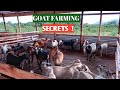 How To SUCCEED In GOAT FARMING! 2021( DEATILED)