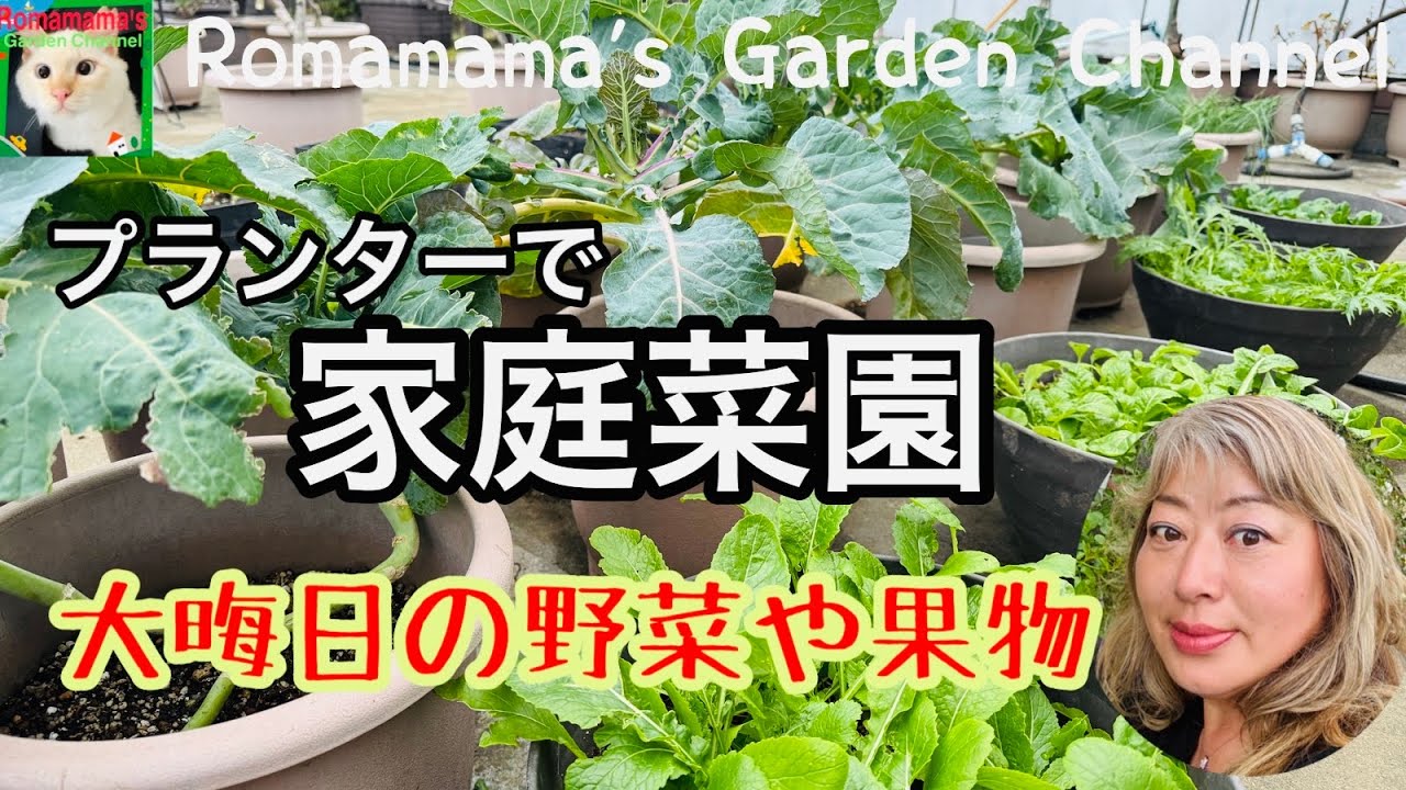 【家庭菜園】屋上で野菜や果物栽培　大晦日の様子　#プランター栽培  #果樹栽培
