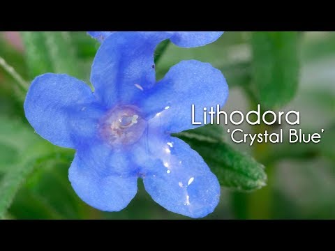 Video: Lithodora Frost Hardy - Lithodora Çiçəklərini Qışlamaq üçün Məsləhətlər