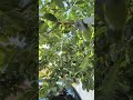 punya tetangga nih. ambil enggak ya 😌 #avocado #fruits #diet #shortvideo #youtubeshorts #shorts