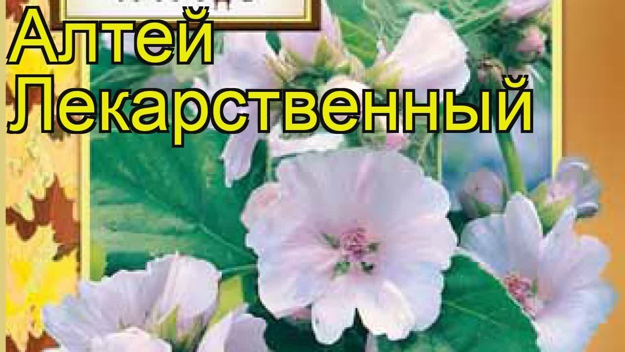 Алтей лекарственный. Краткий обзор: Алтей лекарственный описание характеристик, где купить семена