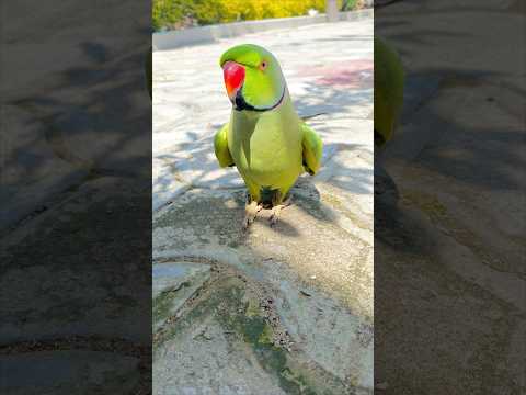 Cute mithu a