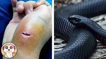 Come si dice quando i serpenti cambiano la pelle?