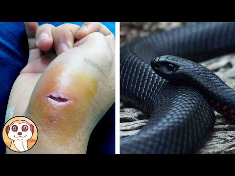 Video: I serpenti di ratto sono velenosi?