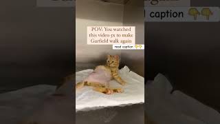 Garfield Needs Your Help To Walk Again