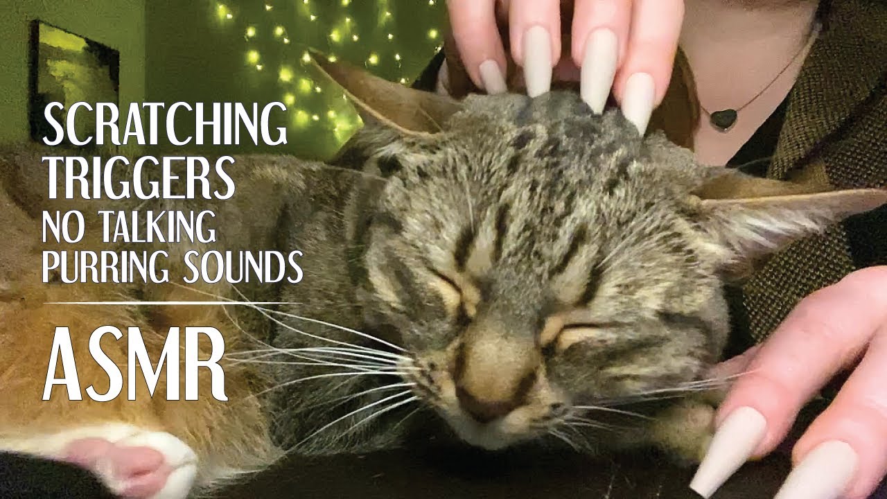 ASMR 🐱 Scratching on Kitty with Purring Sounds | No Talking | Maximum Cuteness | Lofi Tingles ✨