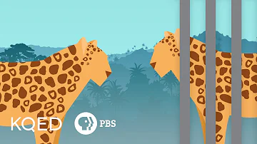 Are zoos better for animals?