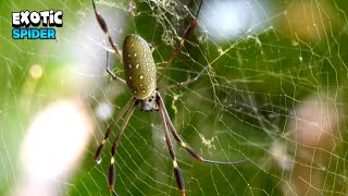 Admiring An Exotic Tropical Spider