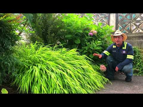 Vídeo: Informació de la bandera dolça d'Acorus: com cultivar plantes de bandera dolça japonesa