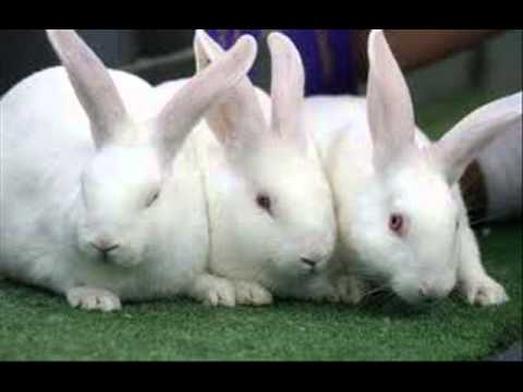 rabits in pussy Rabits in pussy