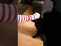 Cute Cat Kuro learn to give a High Five #shorts #cat #catlover